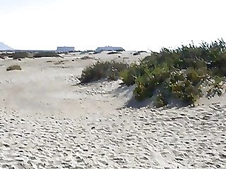 plaża pieska mamuśki publiczny